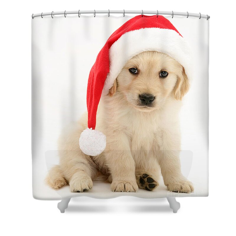 Animal Shower Curtain featuring the photograph Christmas Golden Retriever by Jane Burton