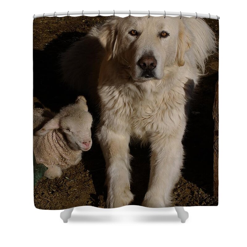 Great Pyrenees Shower Curtain featuring the photograph Close Personal Protection by Charles and Melisa Morrison