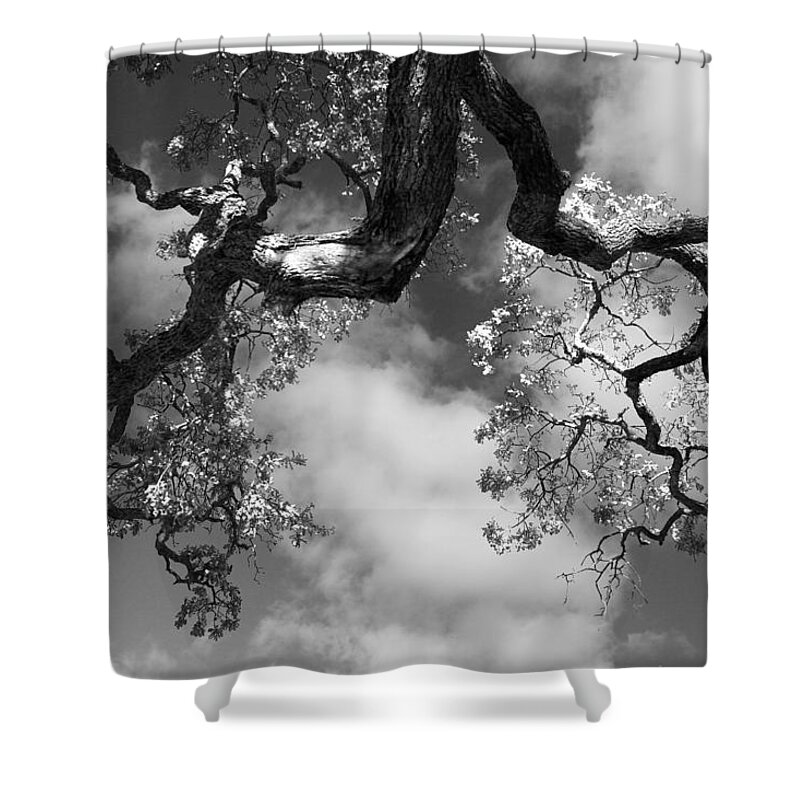 Oak Tree Shower Curtain featuring the photograph Cloudy Oak by Laurie Search