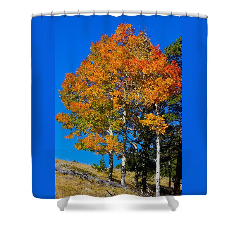 Aspens Shower Curtain featuring the photograph Colorado Aspens by Shane Bechler