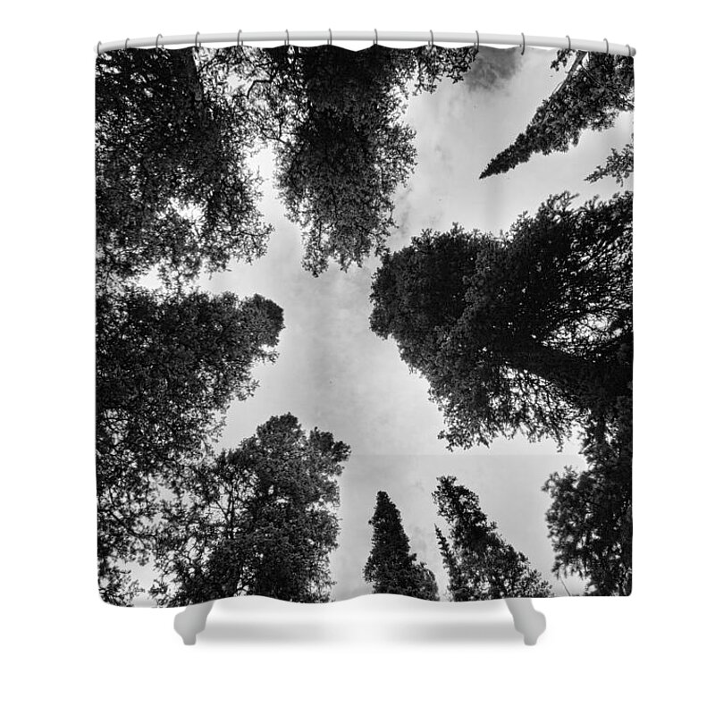 'brainard Lake' Shower Curtain featuring the photograph Colorado Rocky Mountain Forest Sky BW by James BO Insogna