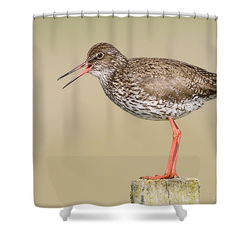 Fn Shower Curtain featuring the photograph Common Redshank Tringa Totanus Calling by Marcel van Kammen