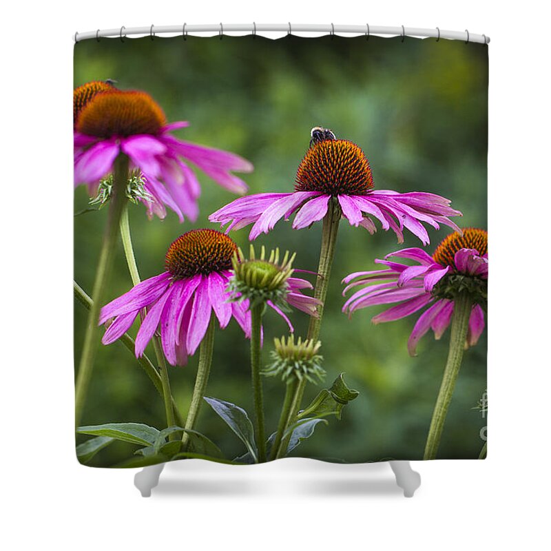 Clare Bambers Shower Curtain featuring the photograph Coneflower and Bee. by Clare Bambers