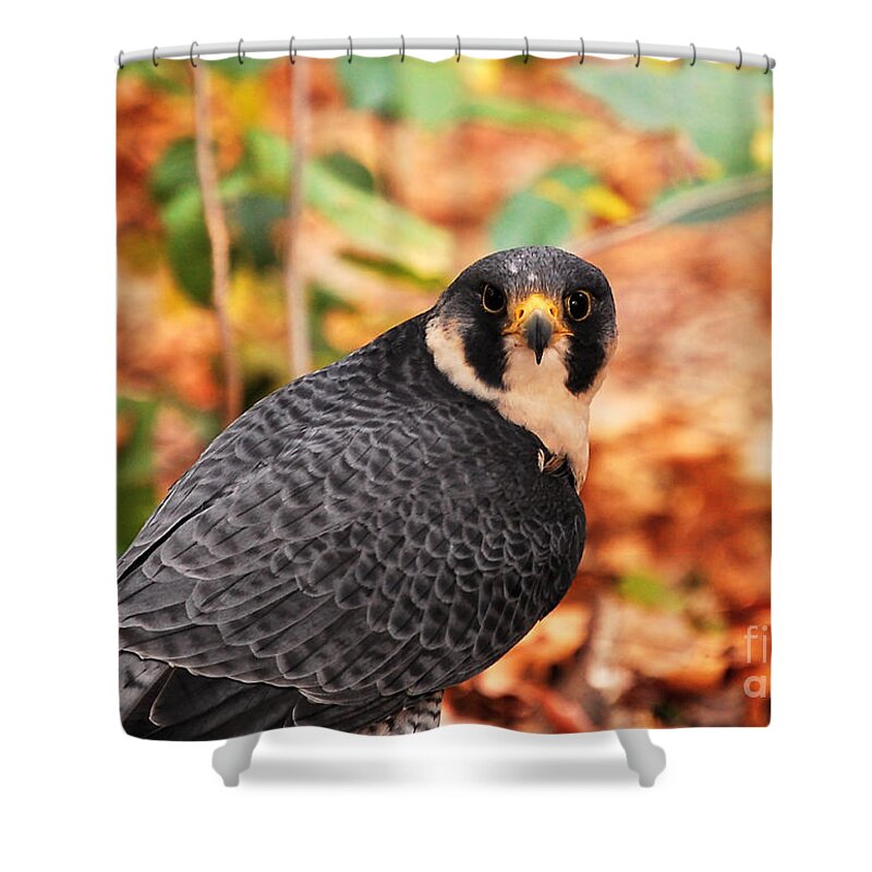 Wildlife Shower Curtain featuring the photograph Coopers Hawk by Peggy Franz