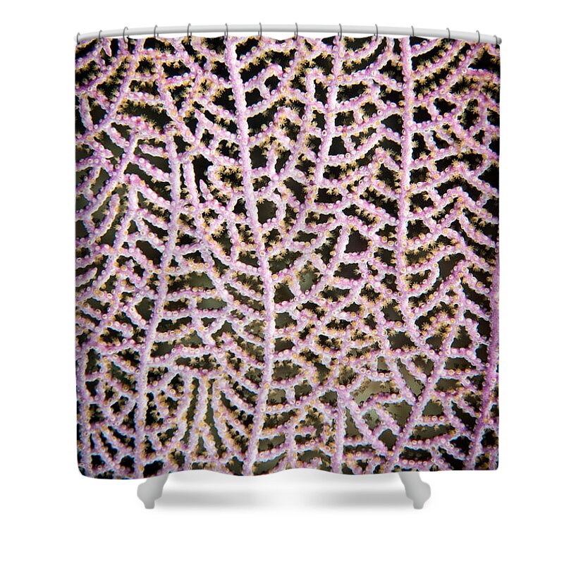 Coral Shower Curtain featuring the photograph Coral Pattern by Jean Noren