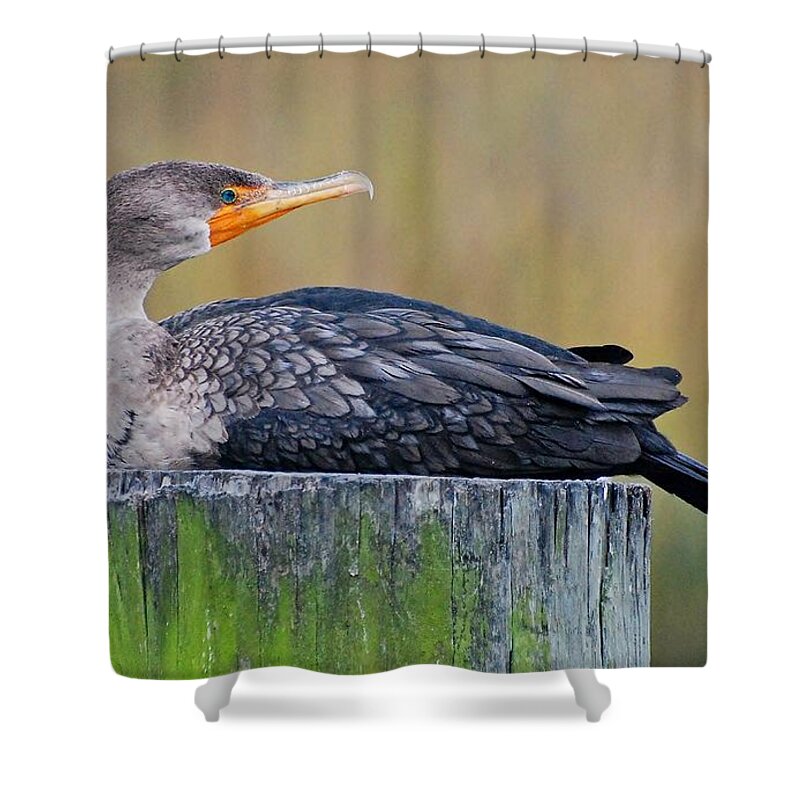 Birds Shower Curtain featuring the photograph Cormorant On A Post by Kathy Baccari
