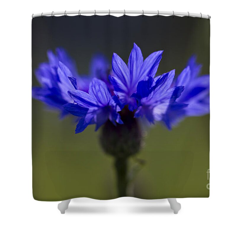Cornflower Shower Curtain featuring the photograph Cornflower Blue by Clare Bambers