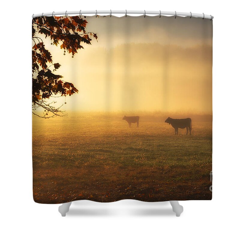 Cows Shower Curtain featuring the photograph Cows in a foggy field by Mats Silvan