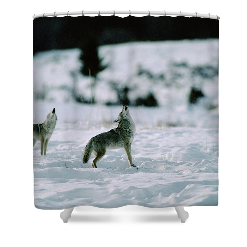 Mp Shower Curtain featuring the photograph Coyote Canis Latrans Pair Howling by Michael Quinton