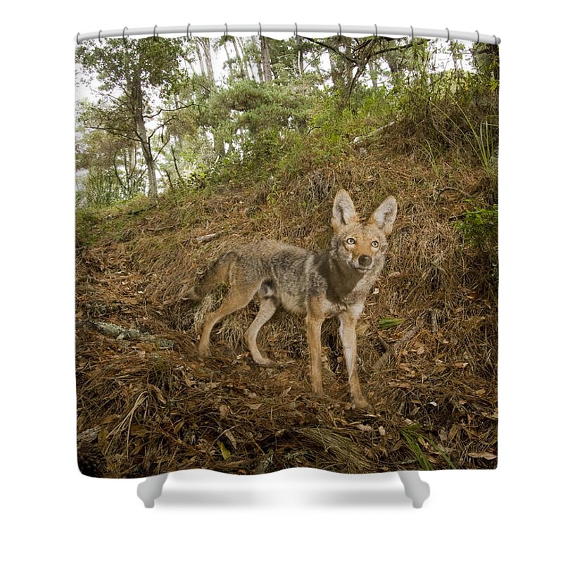 00499808 Shower Curtain featuring the photograph Coyote In Deciduous Forest Aptos by Sebastian Kennerknecht