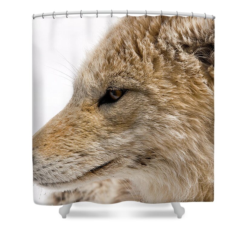 Coyote Shower Curtain featuring the photograph Coyote by Steve Stuller