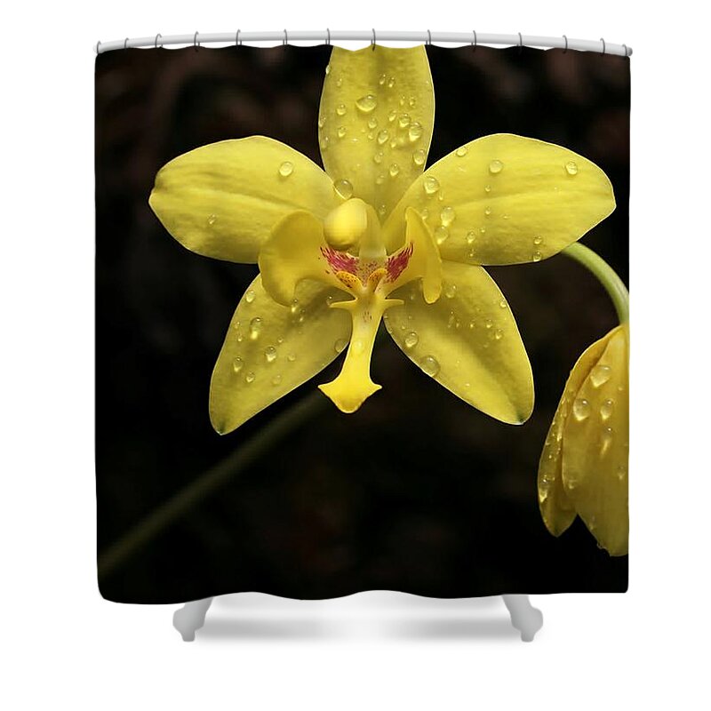 Orchid Shower Curtain featuring the photograph Crying Orchid by Sabrina L Ryan