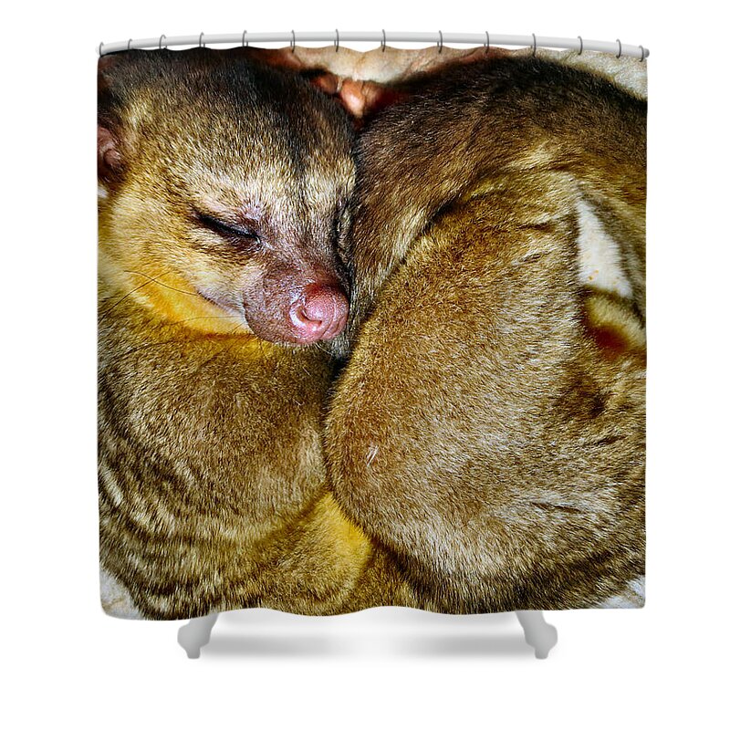 Kinkajou Shower Curtain featuring the photograph Curled by Art Dingo