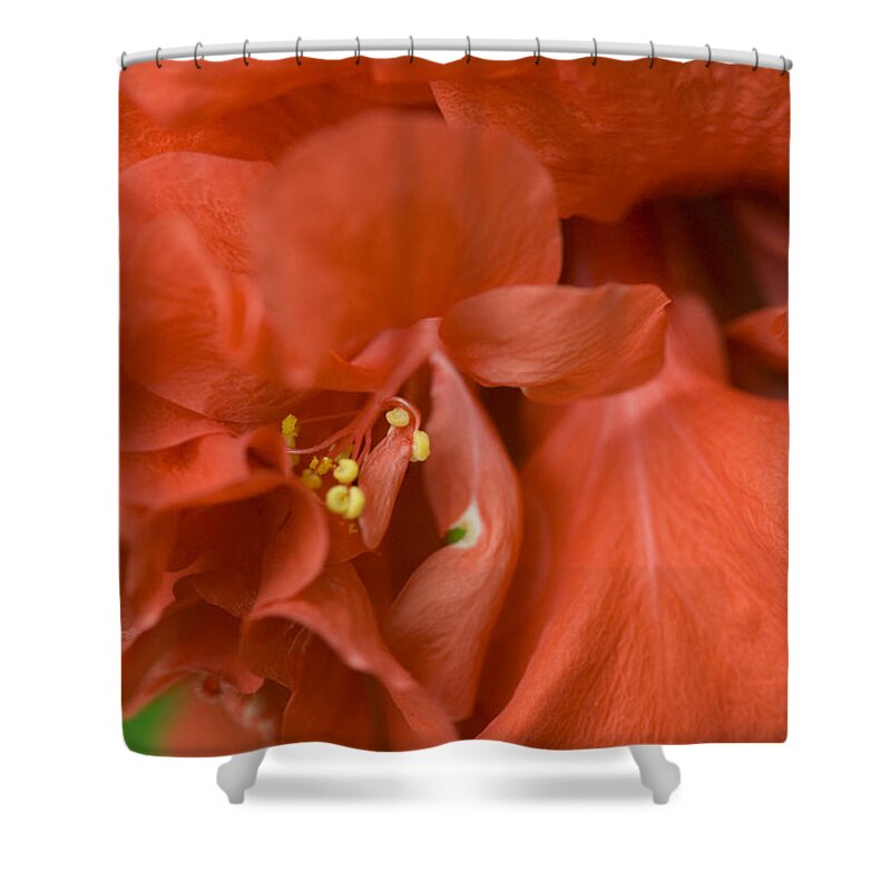 Flower Shower Curtain featuring the photograph Curly Hibiscus by Rich Franco