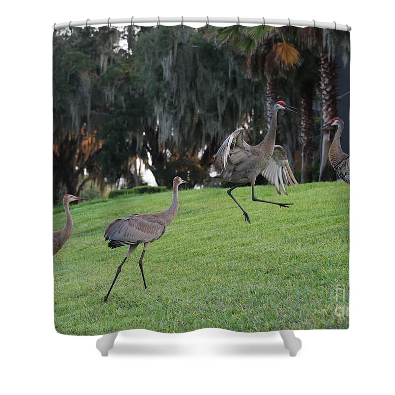 Sandhill Cranes Shower Curtain featuring the photograph Dad's Showing Off by Carol Groenen