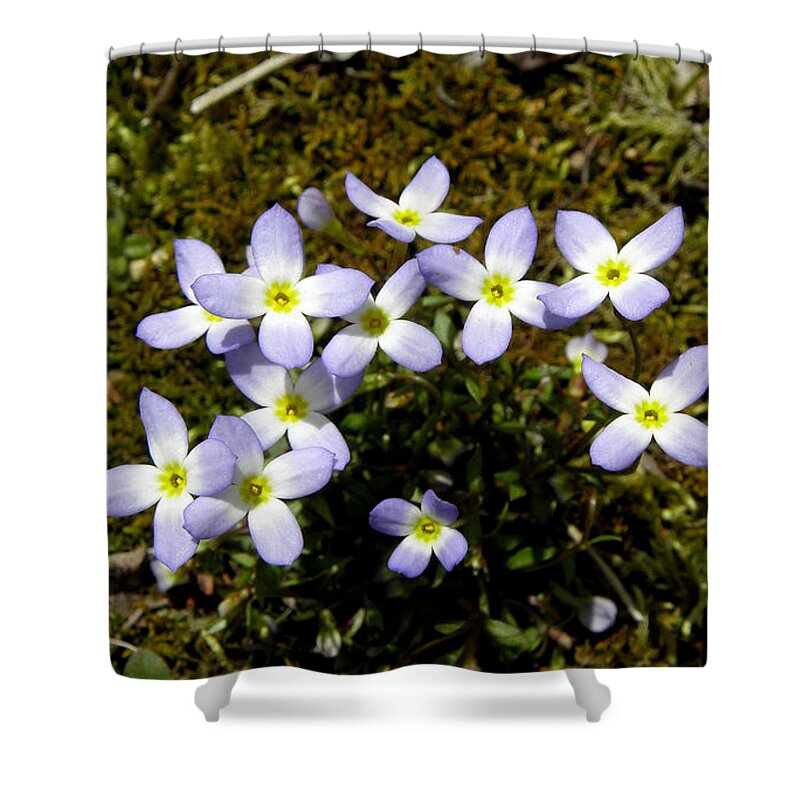 Flowers Shower Curtain featuring the photograph Dainty Wild Flowers by Kim Galluzzo