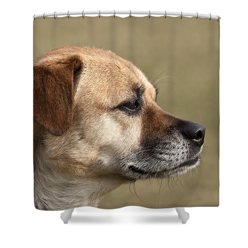 Dogs Shower Curtain featuring the photograph Daisy a rescued dog by Jeannette Hunt
