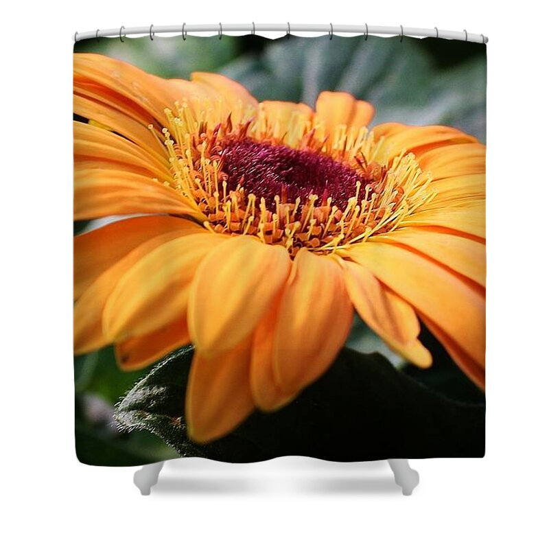 Flora Shower Curtain featuring the photograph Daisy Delight by Bruce Bley