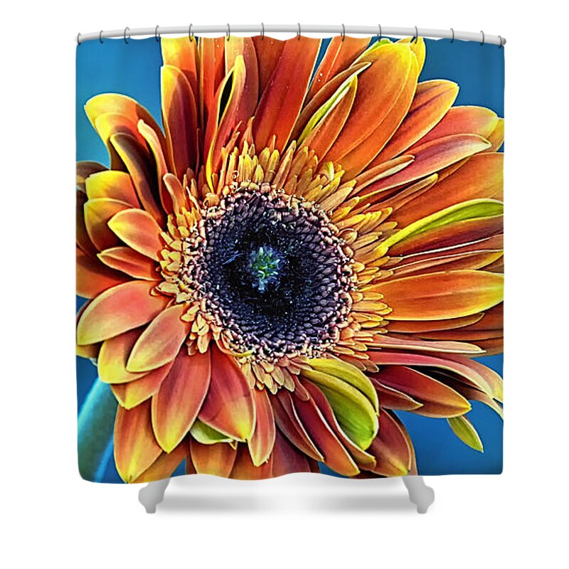 Gerber Daisy Shower Curtain featuring the photograph Daisy Dialation by Bill and Linda Tiepelman