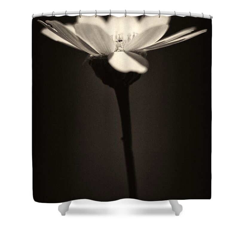 Abstract Shower Curtain featuring the photograph Daisy Flower Monochrome by Stelios Kleanthous