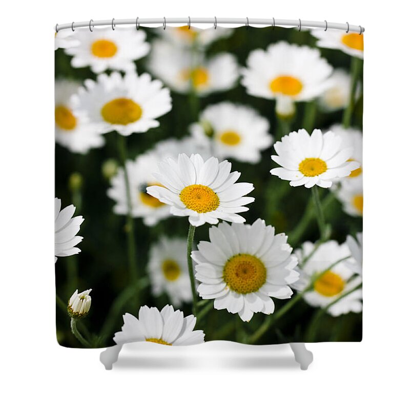 Daisy Shower Curtain featuring the photograph Daisies in a field by Simon Bratt