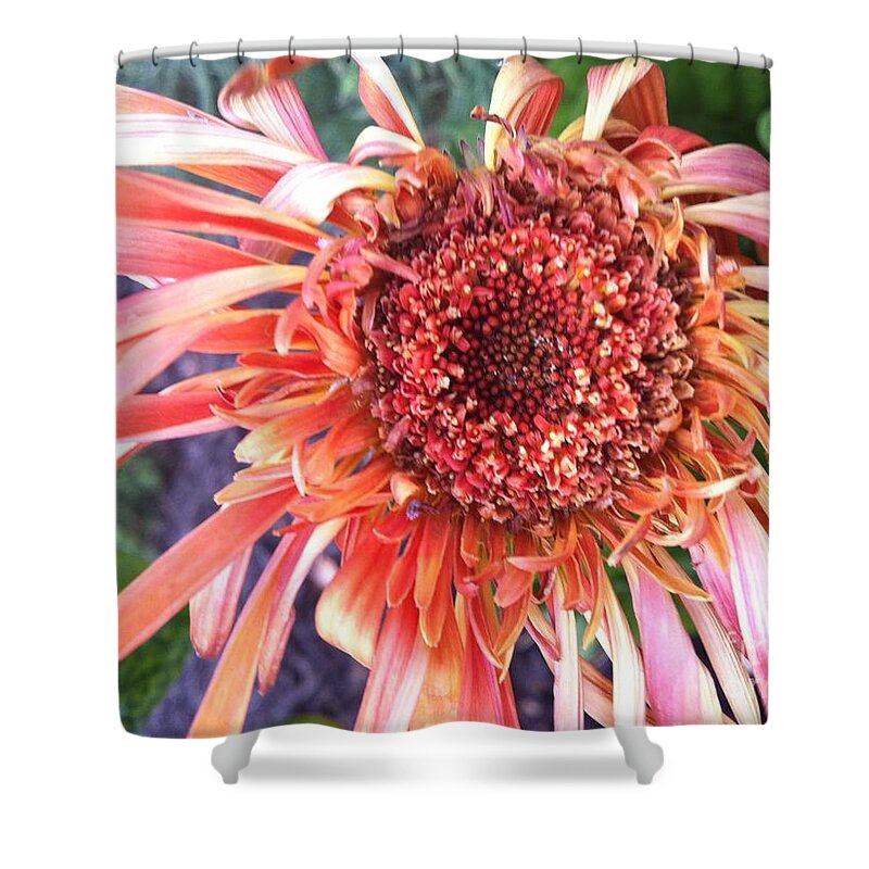 Red Flower Shower Curtain featuring the photograph Daisy in the Wind by Vonda Lawson-Rosa