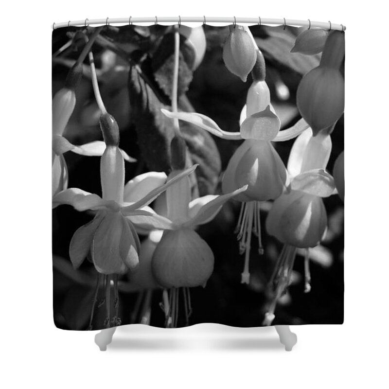 Flower Shower Curtain featuring the photograph Dancing Black and White Fuschias by Amy Fose