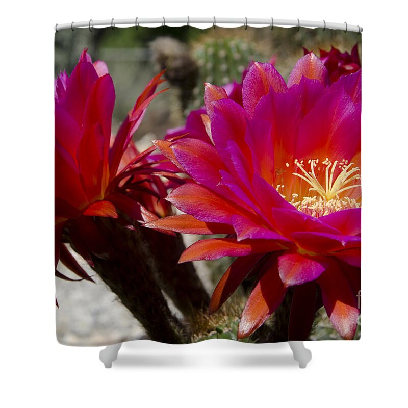 Red Shower Curtain featuring the photograph Dark pink cactus flowers by Jim And Emily Bush