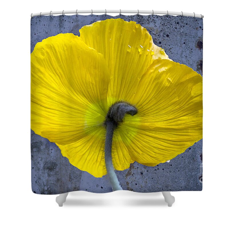 Poppy Shower Curtain featuring the photograph Delicate and Strong by Heiko Koehrer-Wagner
