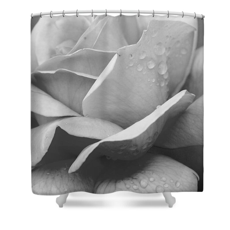 Rose Shower Curtain featuring the photograph Dewy Black and White Rose by Amy Fose