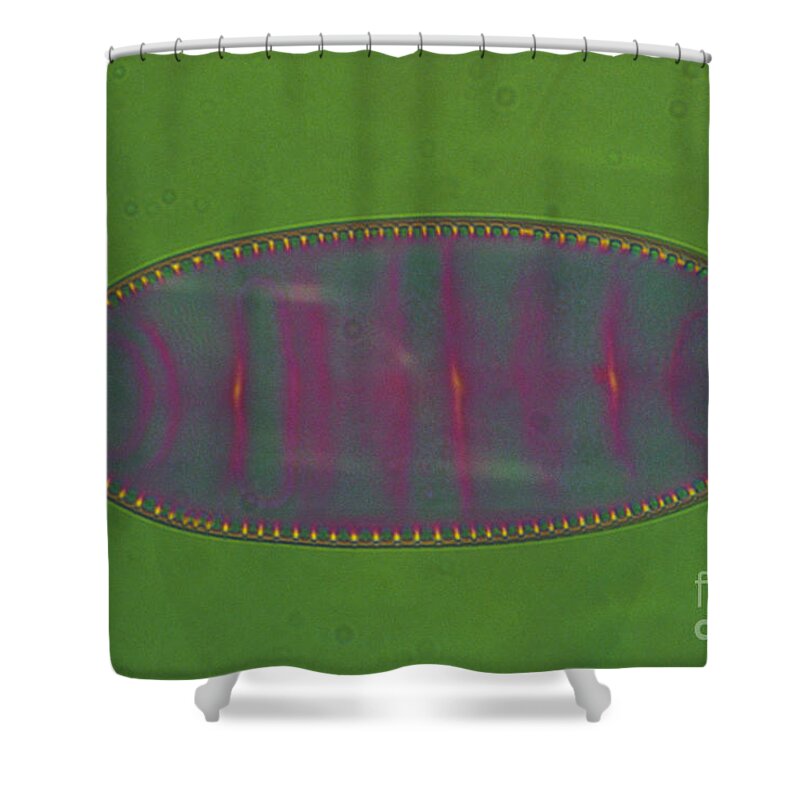 Diatom Shower Curtain featuring the photograph Diatom - Surirella by Eric V. Grave