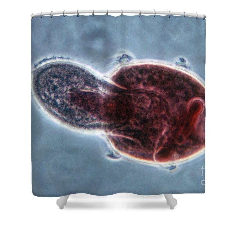 Protozoa Shower Curtain featuring the photograph Didinium Nasutum, Ingesting Paramecium by Eric V. Grave