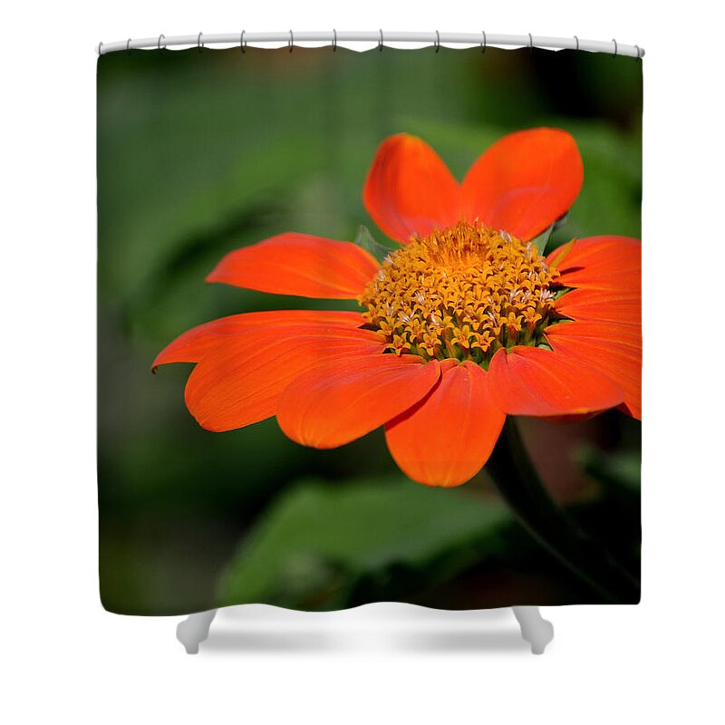 Flower Shower Curtain featuring the photograph Discovering the Seed by Melanie Moraga