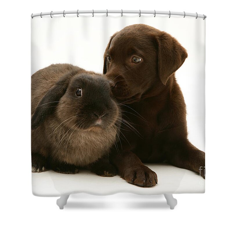 Chocolate Lab Shower Curtain featuring the photograph Dog Pup With Rabbit by Jane Burton