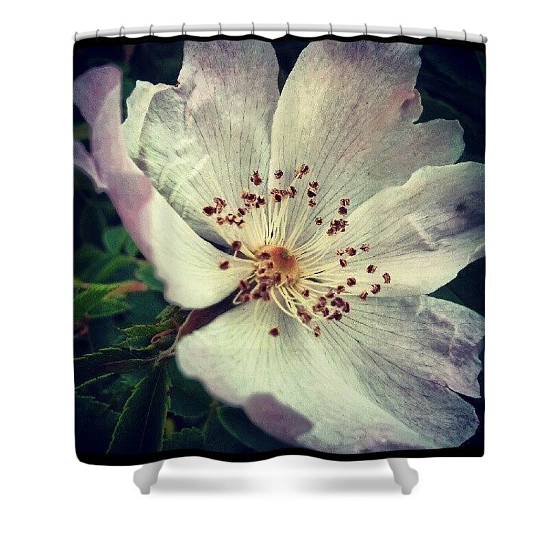 Instaprints Shower Curtain featuring the photograph Dog Rose by Vicki Field