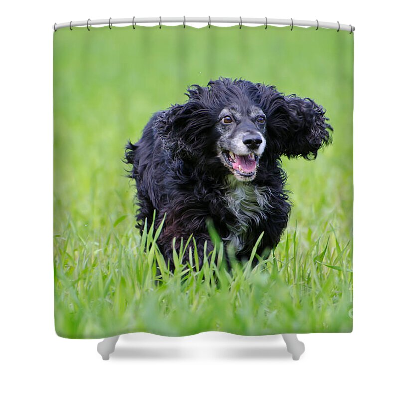 Dog Shower Curtain featuring the photograph Dog running on the green field by Mats Silvan