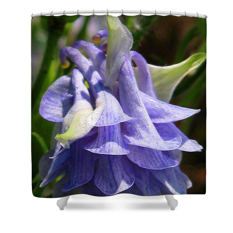 Columbine Shower Curtain featuring the photograph Double Columbine named Light Blue by J McCombie