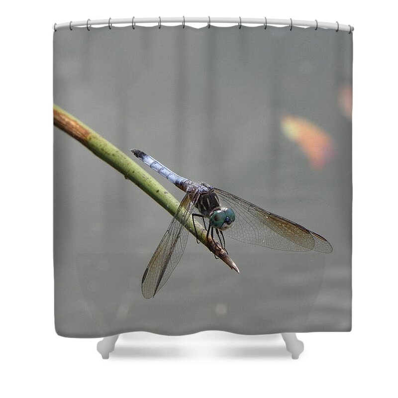 Dragon Shower Curtain featuring the photograph Dragon Blue by Kim Galluzzo