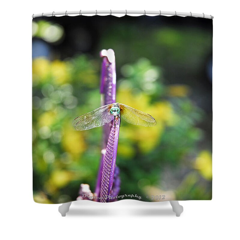 Insect Shower Curtain featuring the photograph Dragon Fly Bow by G Adam Orosco