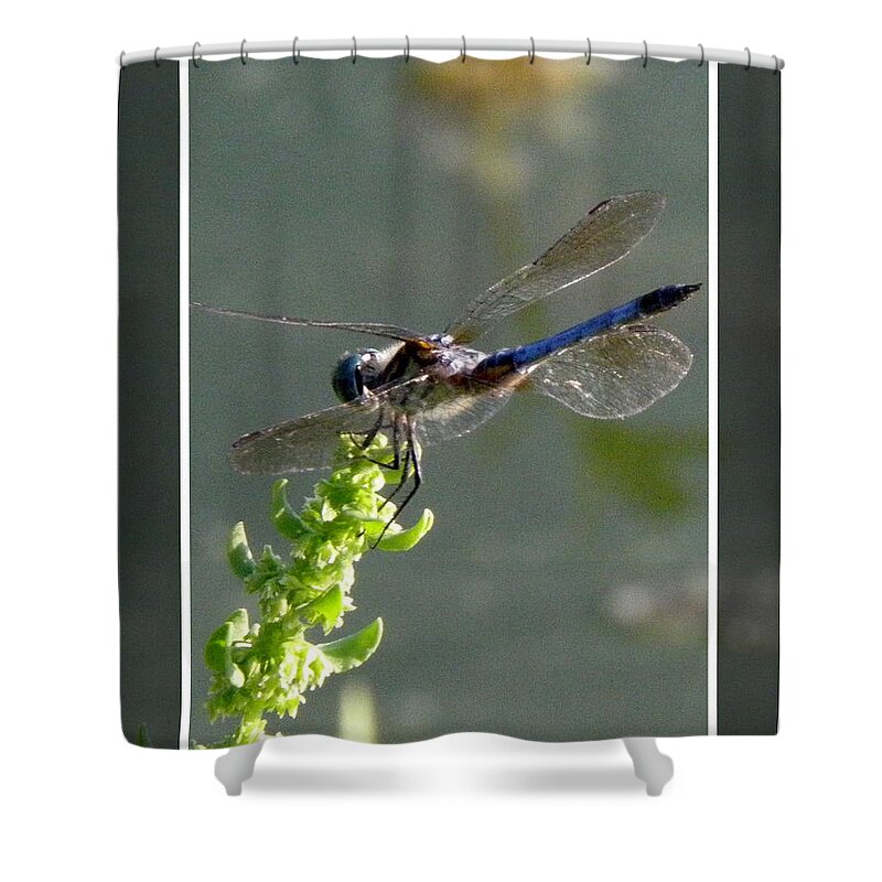 Blue Shower Curtain featuring the photograph Dragon fly by Kim Galluzzo Wozniak