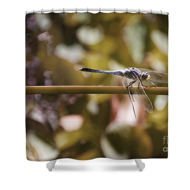Dragonfly Shower Curtain featuring the photograph Dragonfly by Kym Clarke