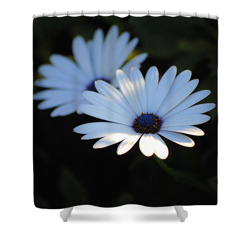 Blue Shower Curtain featuring the photograph Dramatic Daisies by Jai Johnson