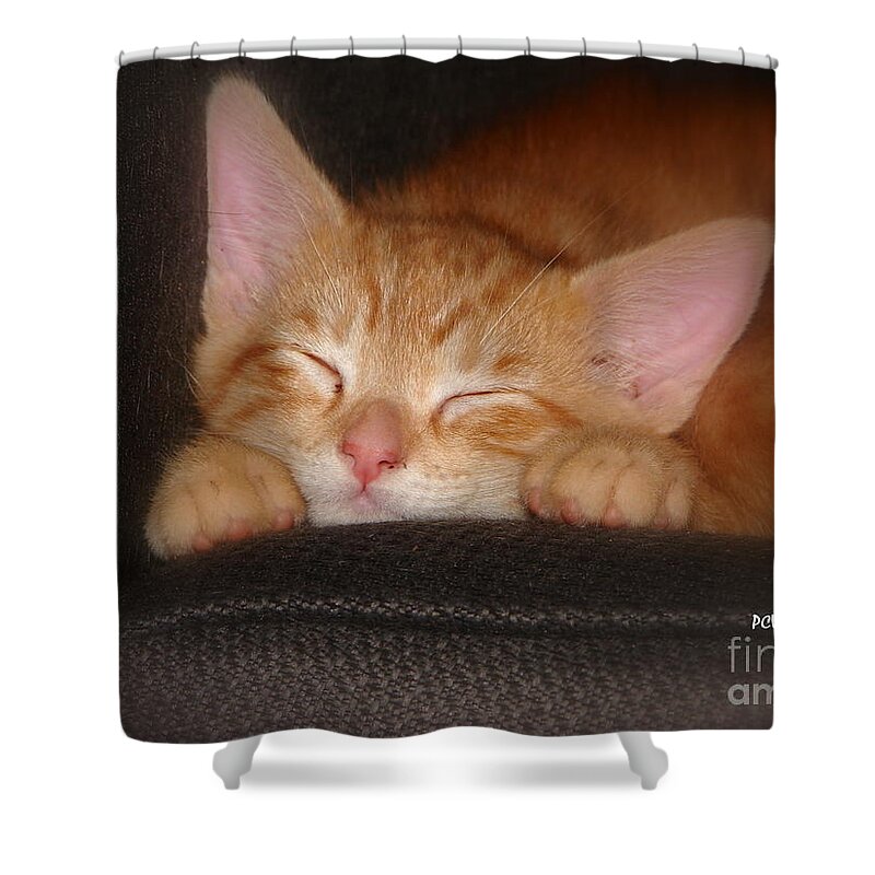 Cat Shower Curtain featuring the photograph Dreaming Kitten by Patrick Witz