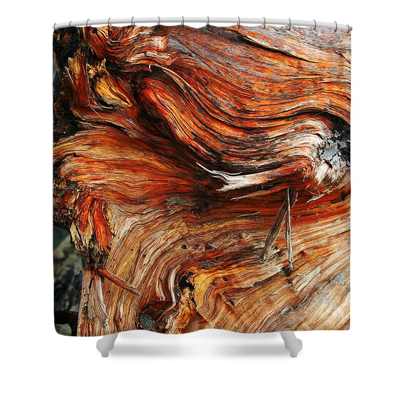 Redwood Shower Curtain featuring the photograph Drift Redwood by Anthony Jones