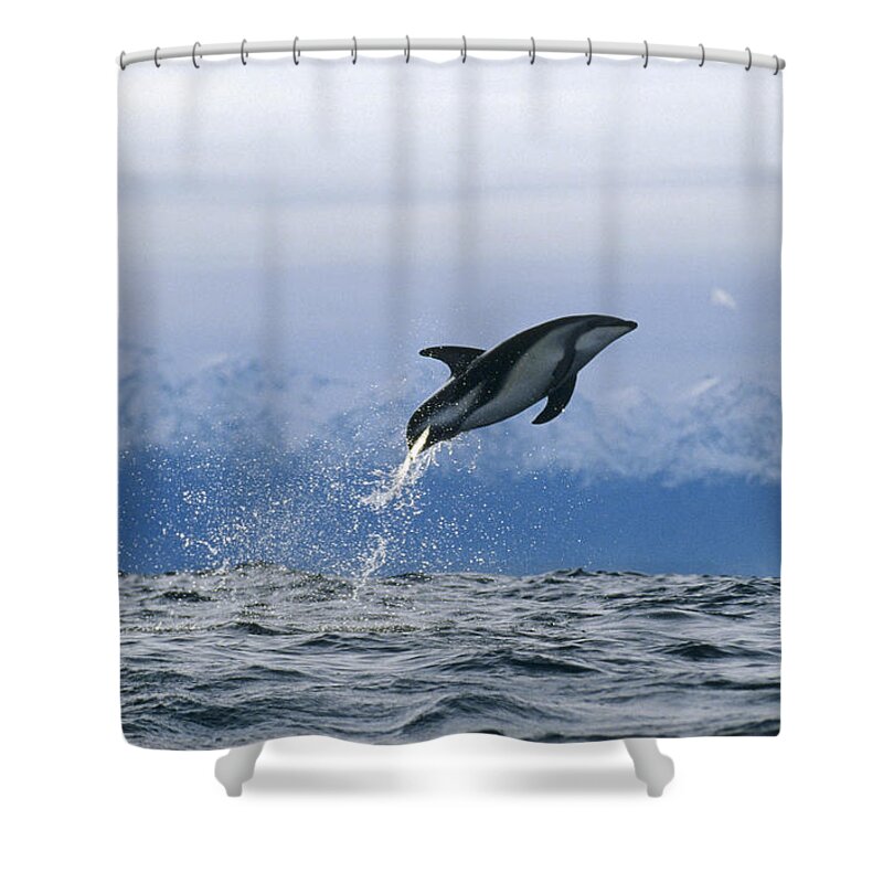00114209 Shower Curtain featuring the photograph Dusky Dolphin Jumping New Zealand by Flip Nicklin