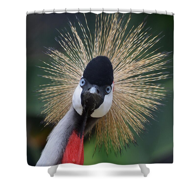 Bird Shower Curtain featuring the photograph East African Crowned Crane by Maggy Marsh