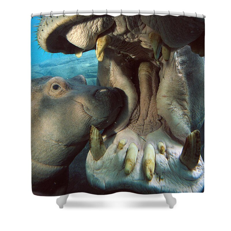Affection Shower Curtain featuring the photograph East African River Hippopotamus by San Diego Zoo