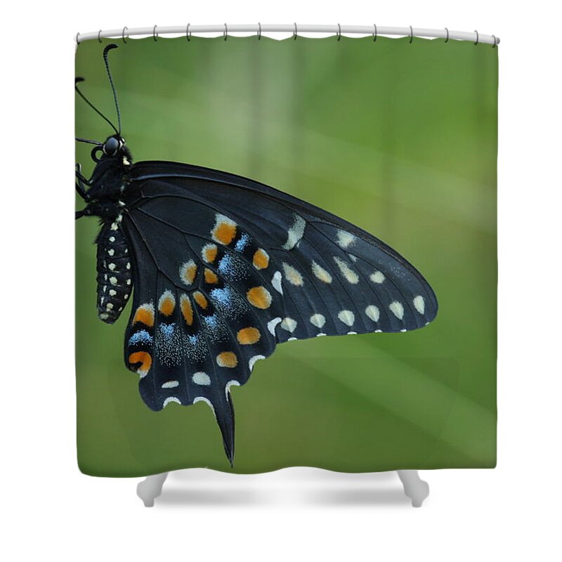 Papilio Polyxenes Shower Curtain featuring the photograph Eastern Black Swallowtail Butterfly by Daniel Reed