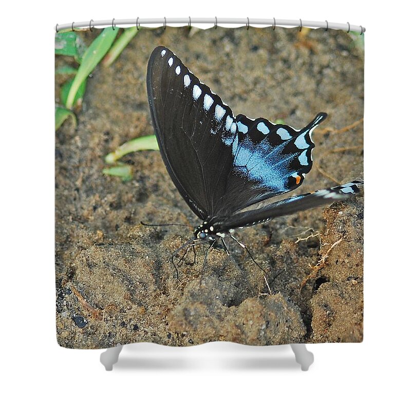 Adult Shower Curtain featuring the photograph Eastern Tiger Swallowtail 8537 3215 by Michael Peychich