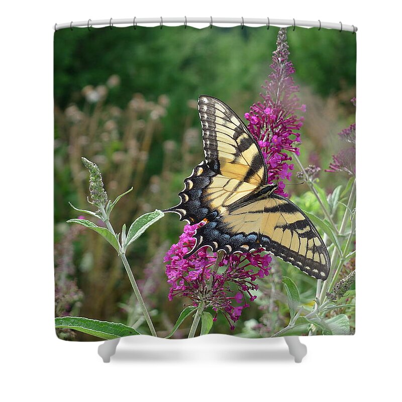 Eastern Tiger Swallowtail Shower Curtain featuring the photograph Eastern Tiger Swallowtail by Richard Reeve